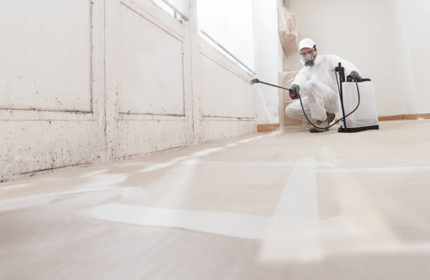 Black mold remediation team in Alanson