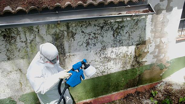 Mold Remediation service in Alanson, Alanson, MI